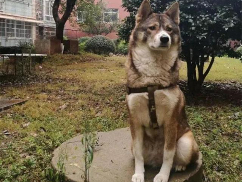 美女主人晒出自家养的大土狗,网友震惊了:这狗颜值太高想要