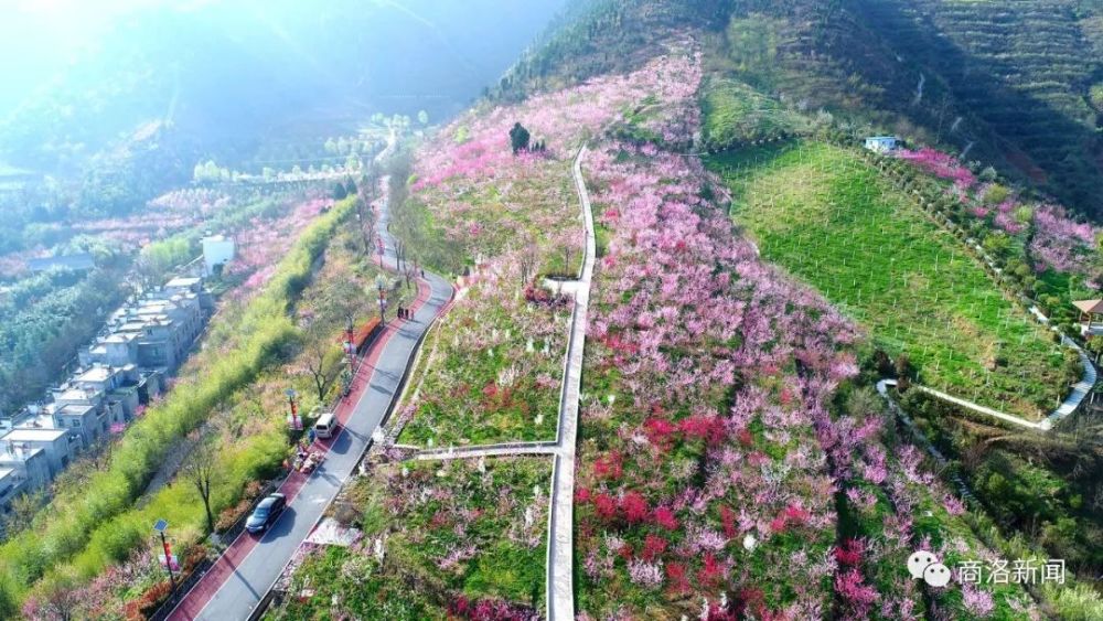 丹凤桃花谷桃花即将盛开,赏桃花最佳时间请点这