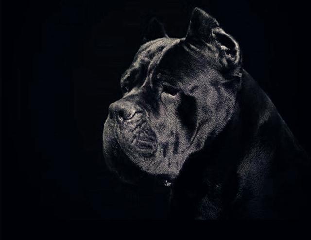 卡斯罗排名_卡斯罗犬图片(2)