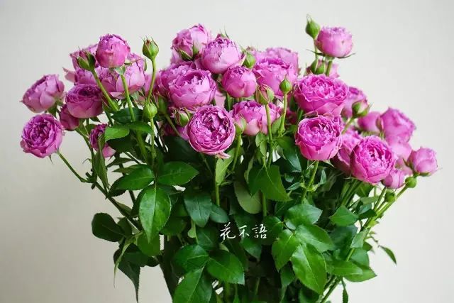 常见玫瑰品种及花束精选图集!