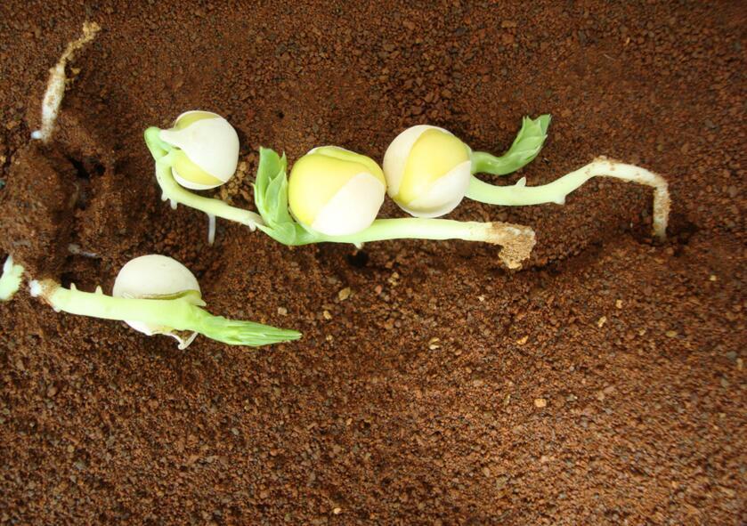 火星救援成真 火星庄稼长势喜人