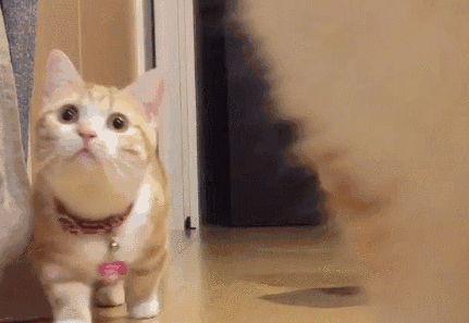 被猫奴,狗奴and鱼/鸟/兔……奴们撑起的千亿宠物市场