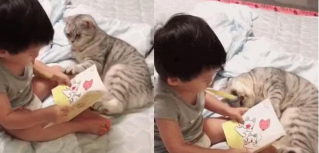 2岁半宝宝给猫咪讲睡前故事,画面激萌!网友:别