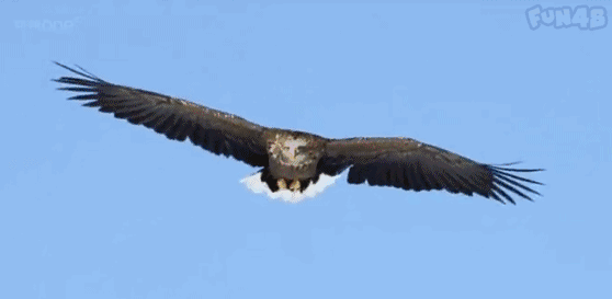 6月3日,羊上飞行基地将有大动作!热气球,航空表演,快来现场一饱眼福