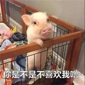 的猪猪表情包,小哥哥网恋吗我萝莉音,难过得像一只200斤的小猪