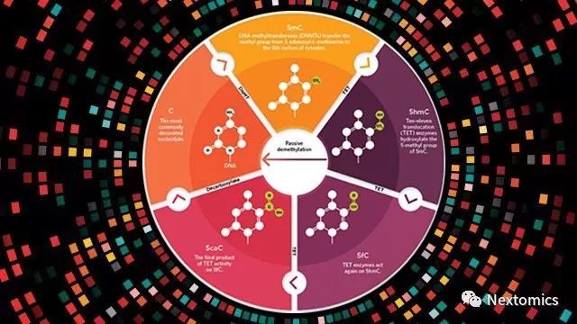 NanoMod 发布,适配于纳米孔测序数据的碱基修