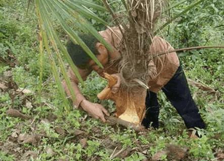 这是在农村里难得一见的食物,超高的营养价值