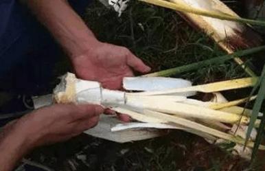 这是在农村里难得一见的食物,超高的营养价值