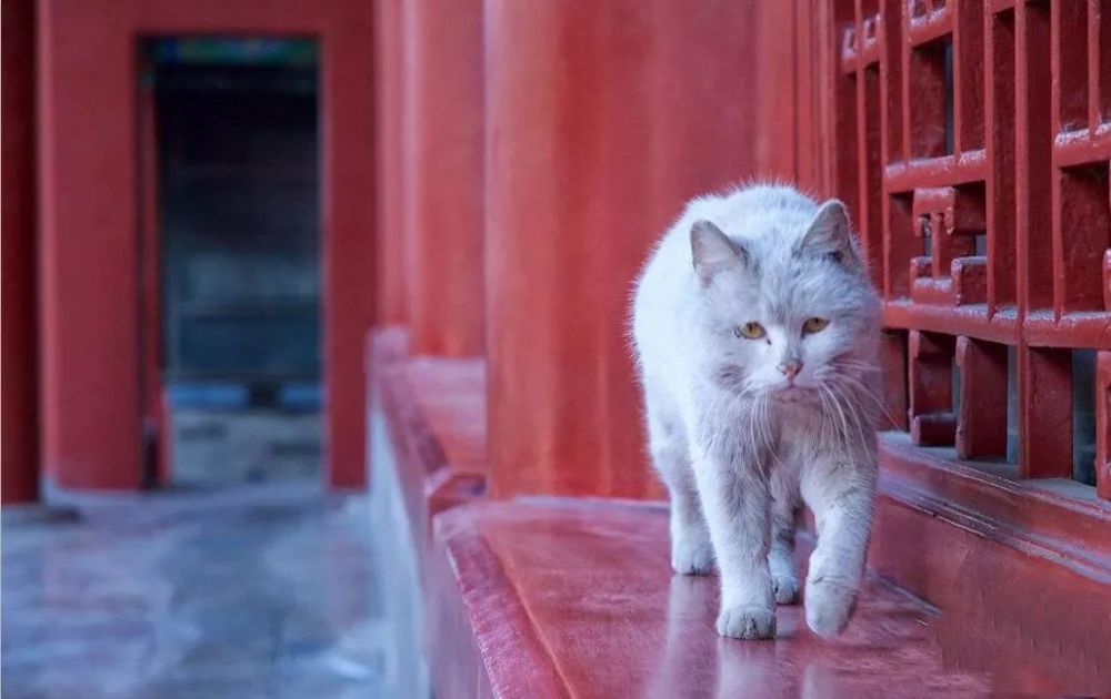 故宫人还给它们整理了花名册 只只榜上有名 然后成立了爱猫基金会