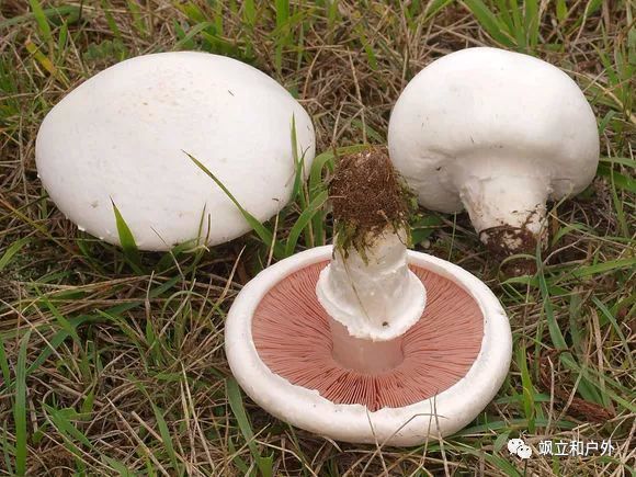 四孢蘑菇,又称雷窝子.