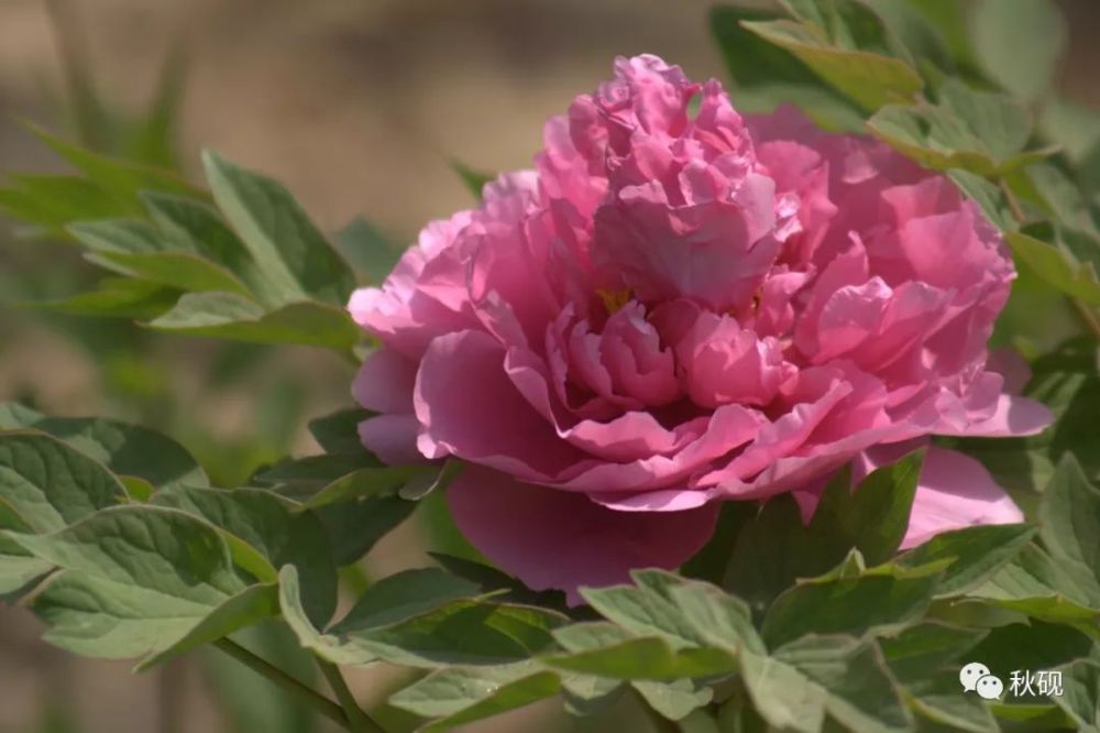 15,太平红牡丹 paeonia suffruticosa andr. "tai ping hong"