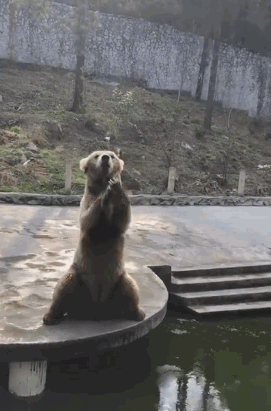 爆笑gif趣图:小猪佩琪头上纹,掌声送给社会人!