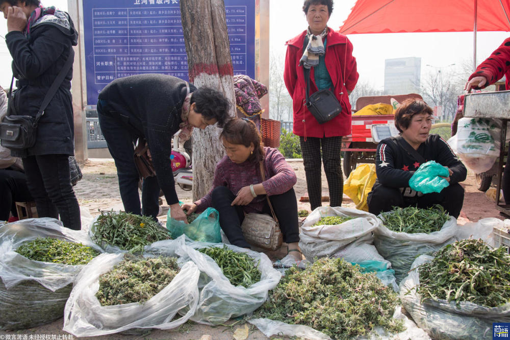 农村女子地里挖野草城市售卖赚千元