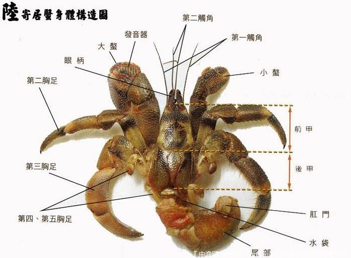 寄居蟹的寿命一般为2～5年,但是在良好的环境下,经常可以活到20～30