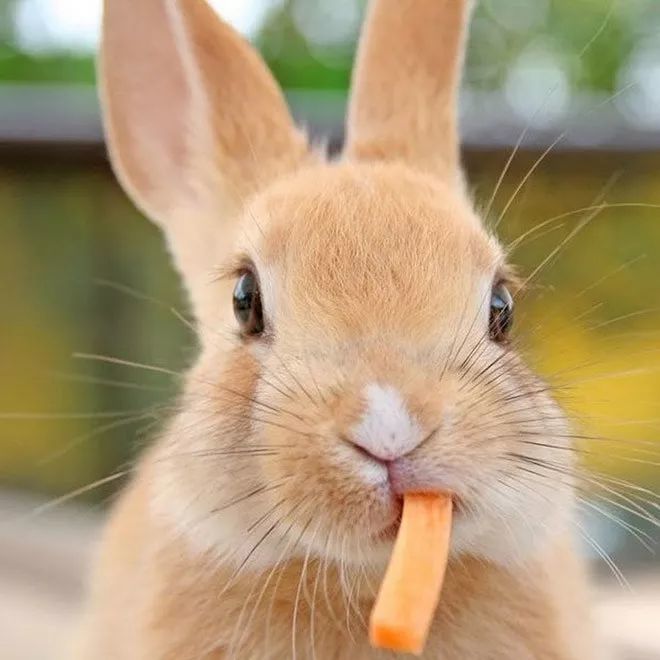 兔子吃东西根本停不下来,三瓣嘴好魔性,看的我都饿了