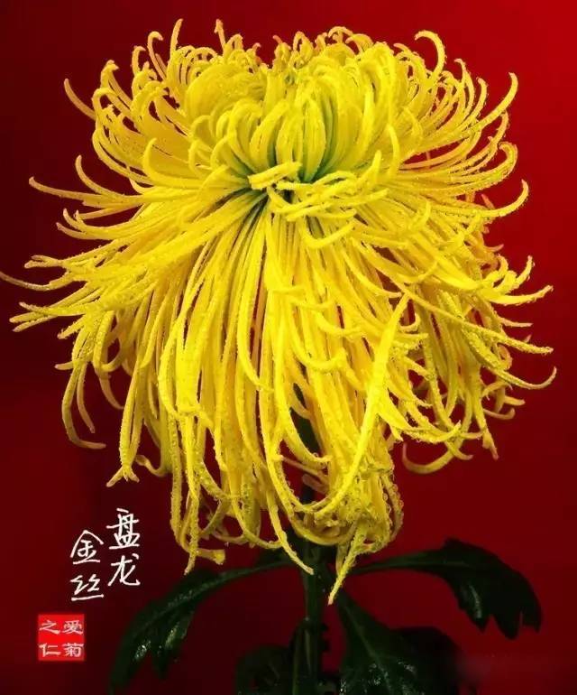 世界最美80种菊花大全,送给最美的秋天!
