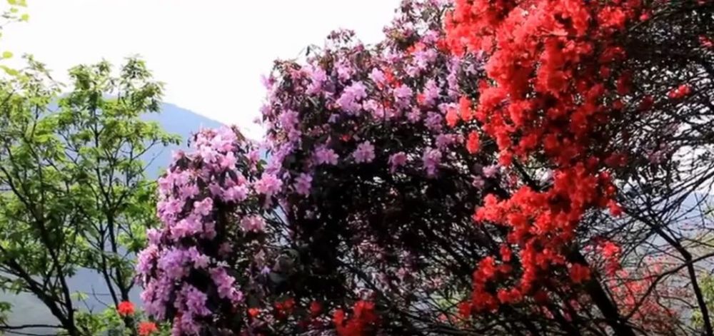 常宁杜鹃花海已上线,春风十里,我在这里等你