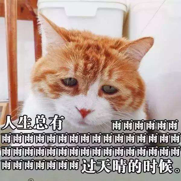 表情包:臣服在喵主子的表情包之下,五个走红网络的喵主子