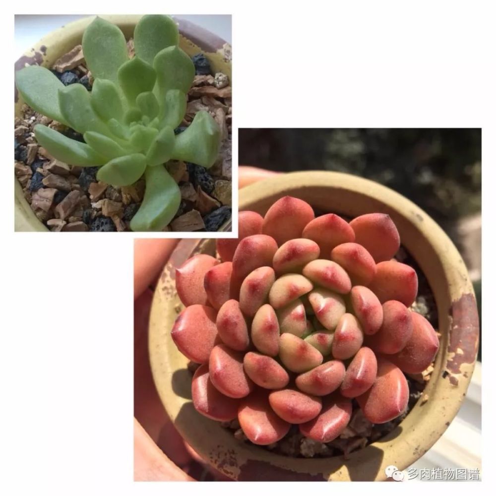 把巨丑的多肉养到出状态 这样的成就感才是最棒的 看点快报