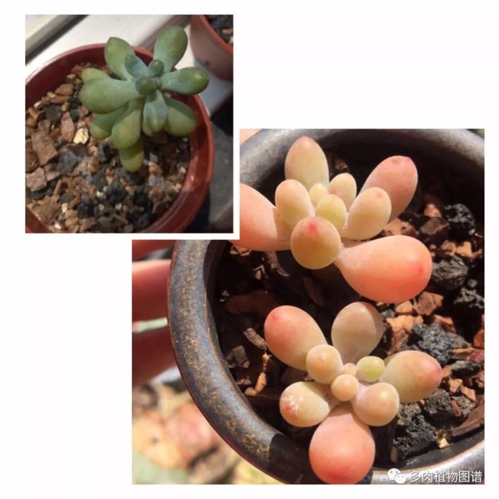 把巨丑的多肉养到出状态 这样的成就感才是最棒的 看点快报