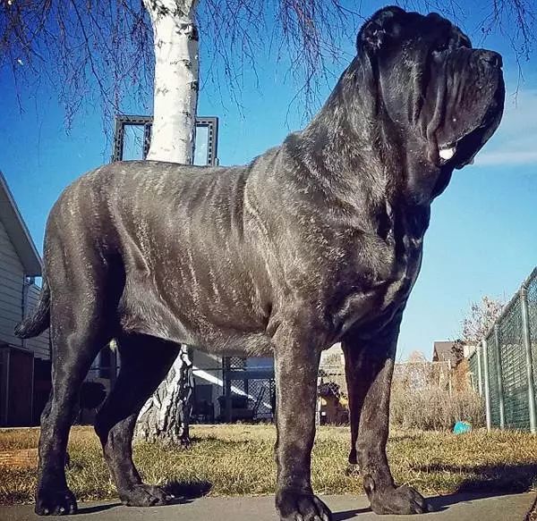 7000年前灭绝的大型犬种重新出现 我们很大可是我们真的很温柔 看点快报