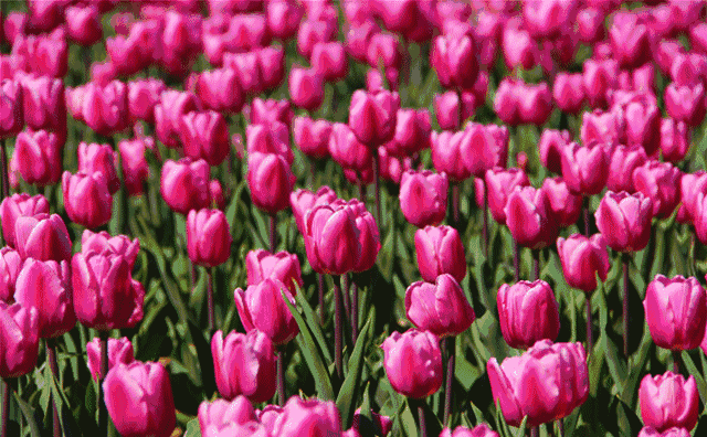 门票20元, 凡是2018年3月31日至2018年5月10日出生的朋友, 在生日当天