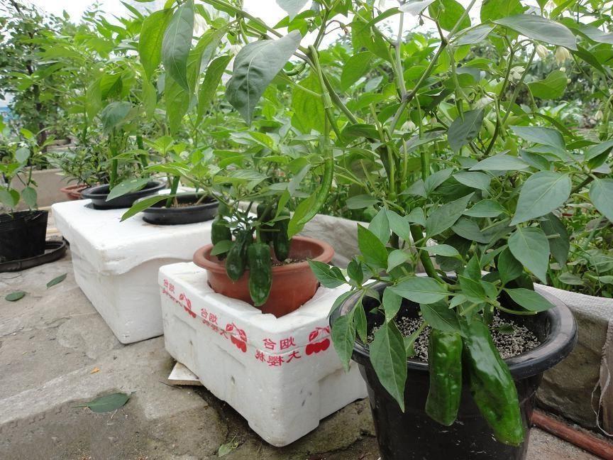 泡沫箱变"种植器",种西瓜种蔬菜就没有不能种的!