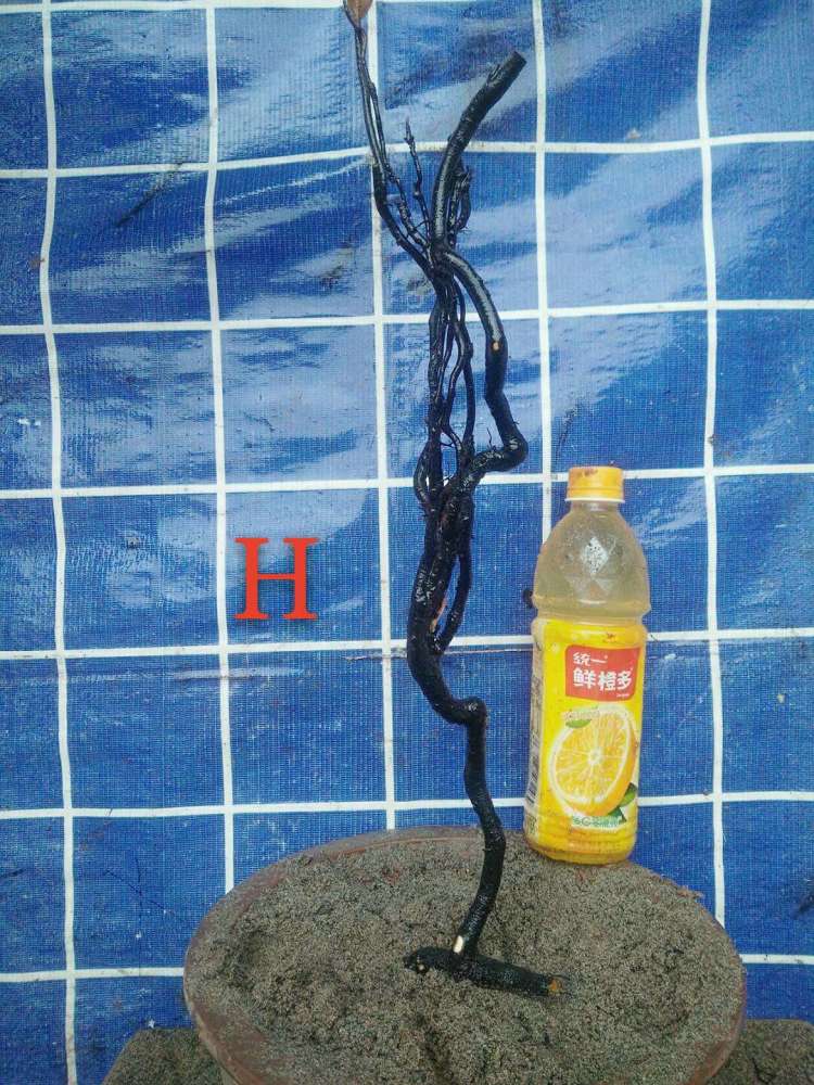 金弹子盆景价格差异很大,这个大熟桩价值上万