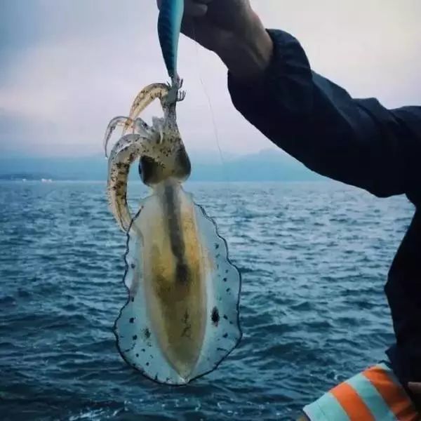 【好玩】下周末相约防城港钓鱿鱼， 海上烧烤棒棒哒!