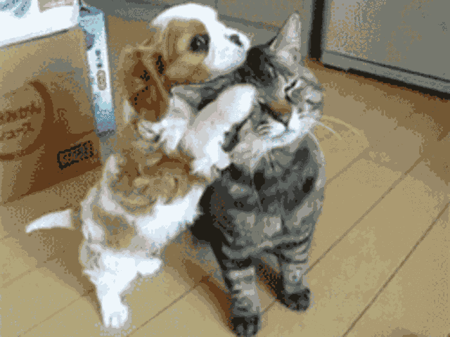 壁纸 动物 狗 狗狗 640_479 gif 动态图 动图