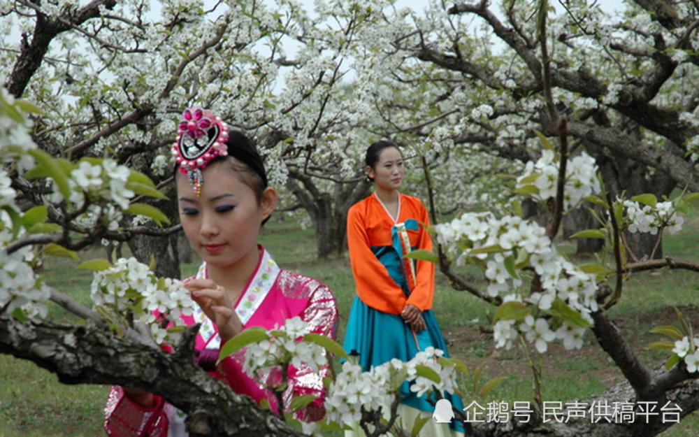 山东阳信:梨花盛开 万顷梨园似琼玉