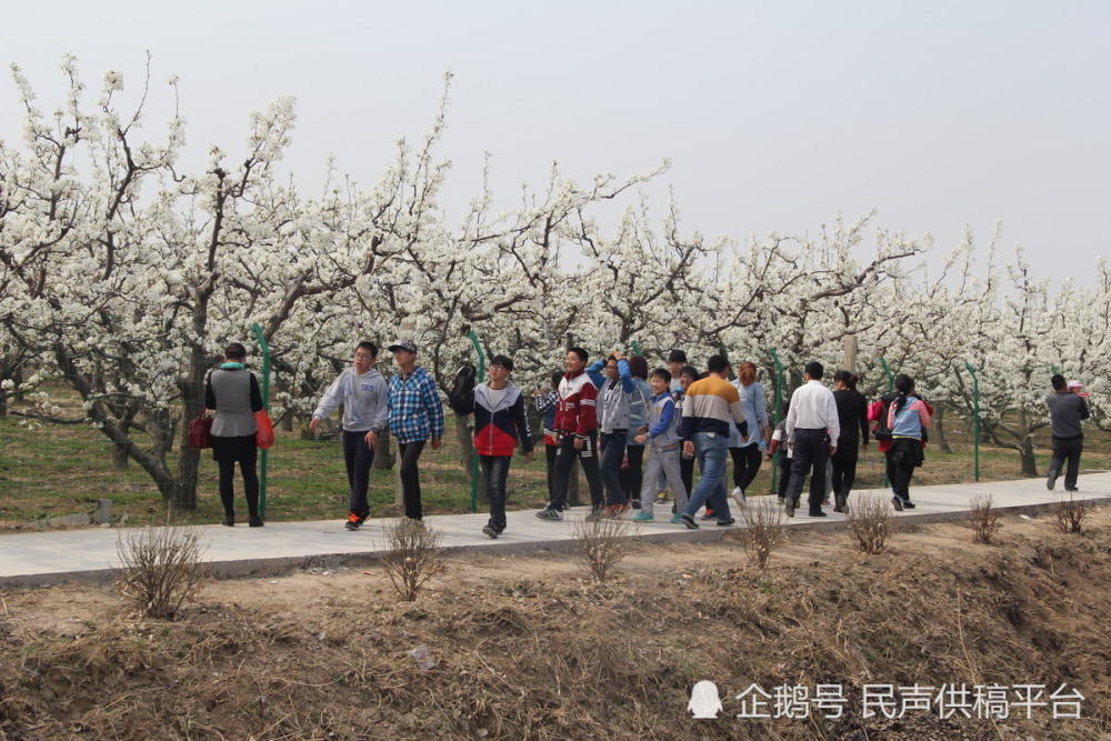 山东阳信:梨花盛开 万顷梨园似琼玉