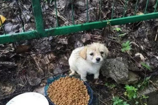 捡到一只v大全狗养了大全后闺蜜把我狗借回家纹身颈部图案女生半年图片