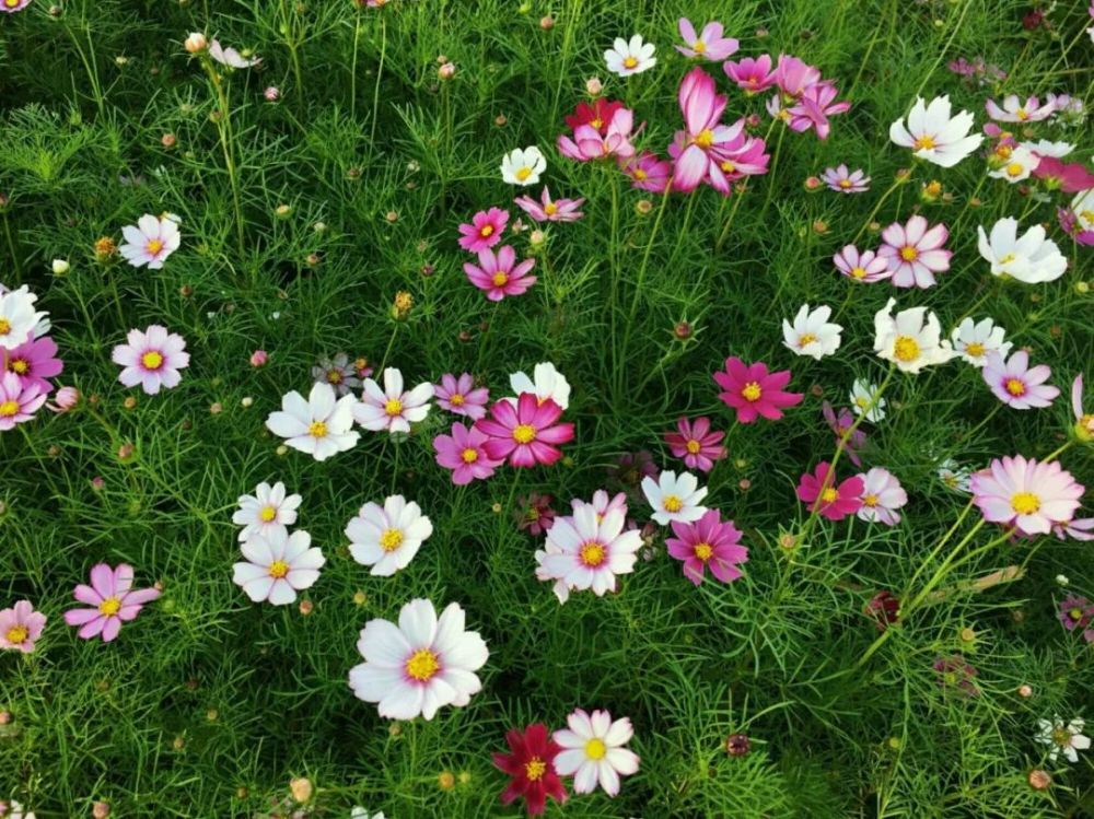 呼伦贝尔漫山遍野生长的野花,看看你认识几种?