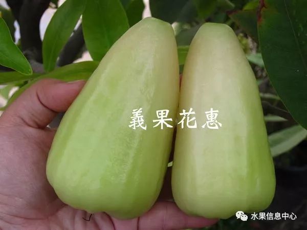 05 绿钻石莲雾由东南亚引进的绿皮莲雾品种,青钻石莲雾较小呈钟型,大