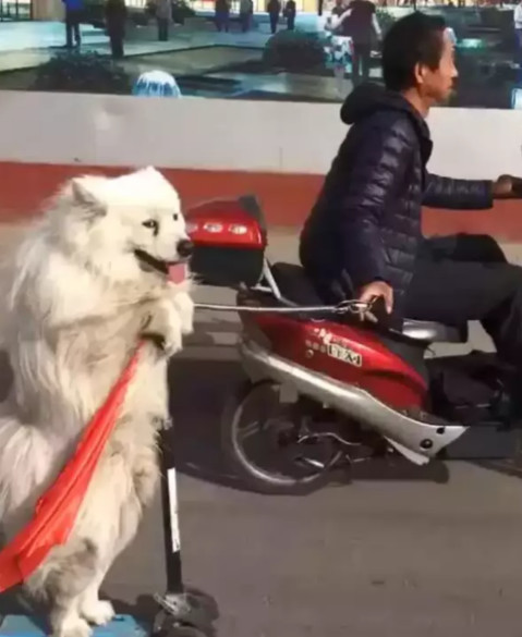 大叔右手握着电动车,左手遛着萨摩耶,结果萨摩耶还傻乎乎的直乐