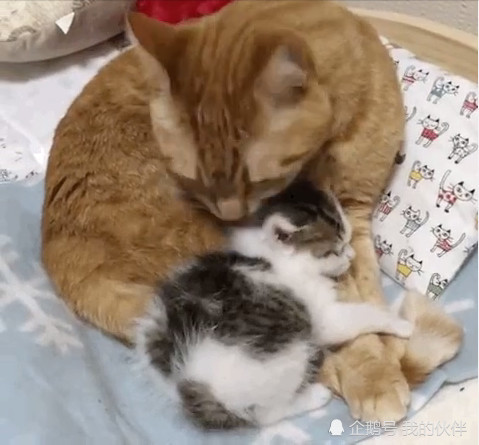 小奶猫胆小睡不着,喵喵叫唤大猫就会来陪它睡