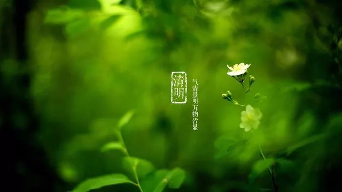 无花无酒过清明-天天快报