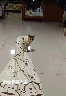 搞笑gif趣图:玩儿个游戏而已,这孩子的脸都成了表情包