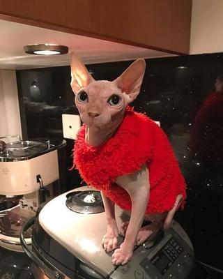 霍思燕家中宠物600万都不卖,原来它大有来头