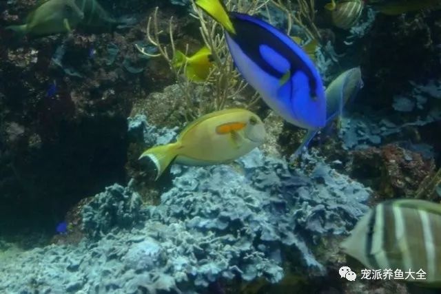 尾巴黄色的被称为黄尾副刺尾鱼,又称蓝唐王鱼,蓝刀鲷,蓝倒吊,蓝吊.