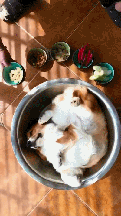 壁纸 动物 狗 狗狗 400_711 竖版 竖屏 手机 gif 动态图 动图