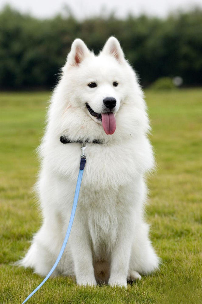 萨摩耶 非常洋气的名字 这狗雪白雪白的,毛茸茸确实讨人喜欢!