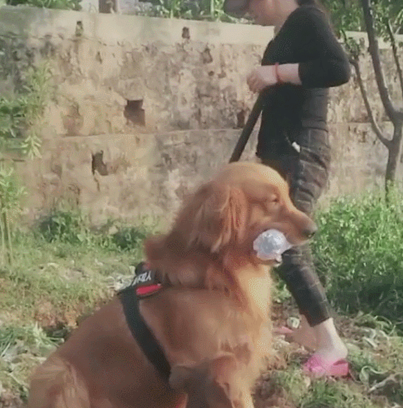 狗狗,金毛