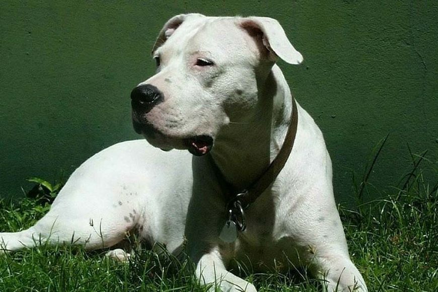 这四种恶犬 坚决不能养 否则很容易酿成大祸 看点快报