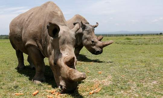 中国男子走私价值约50万欧元犀牛角 在荷兰被