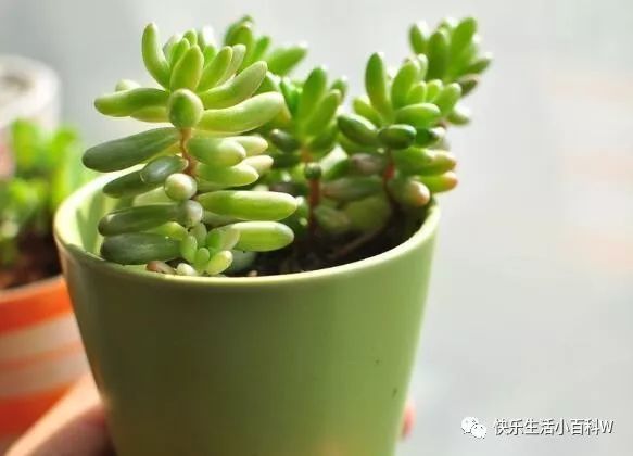 多肉植物长高了怎么办肉肉徒长了不用愁 这样处理就好 看点快报