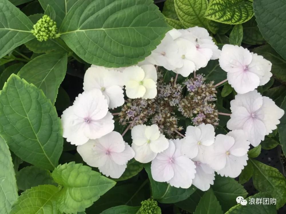 22.舞子 平顶绣球,装饰花为粉色至深粉,可孕花也为粉色.