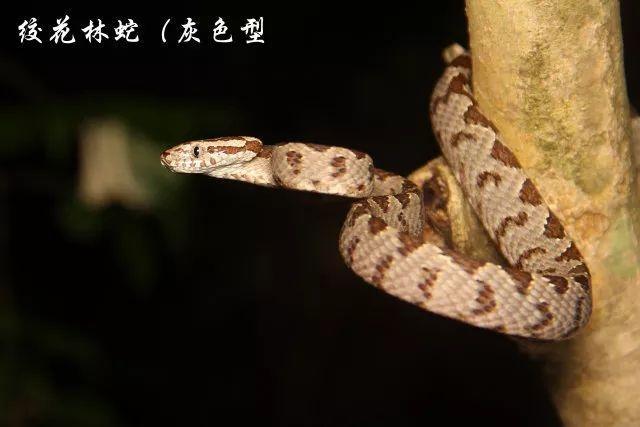 浙江最近蛇出没 已有人中招住院