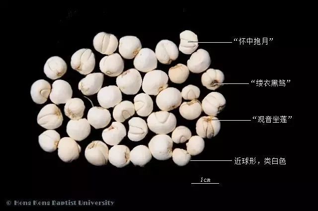 2 相关名 川贝,松贝,松潘贝,贝父,贝母,青贝,炉贝,勒母,尖贝,勃母,母
